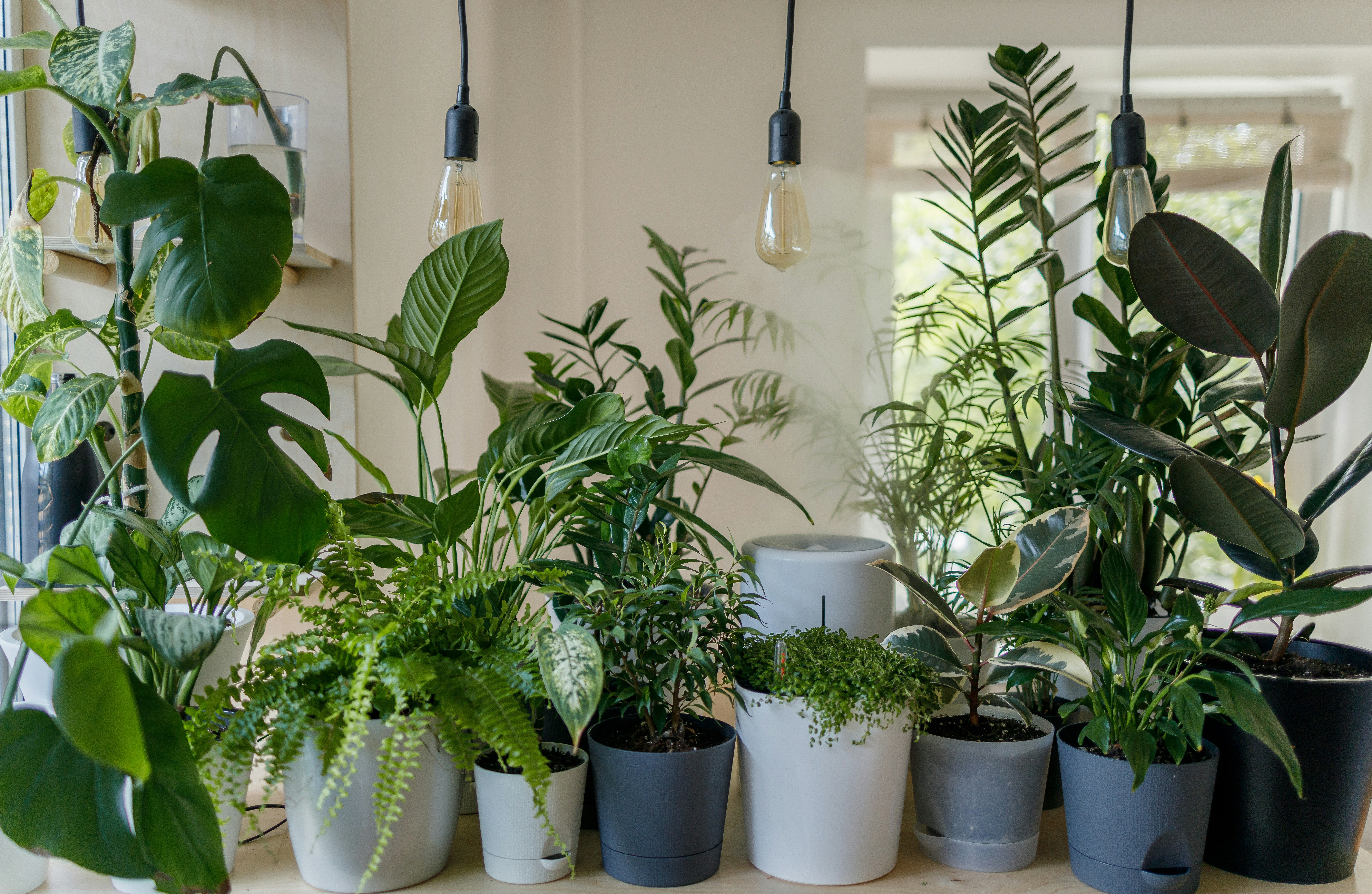 GardenWise Houseplants
